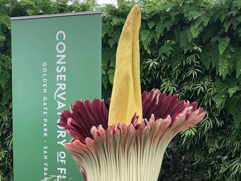 Corpse Flower In Full Bloom At Conservatory Of Flowers | Hoodline