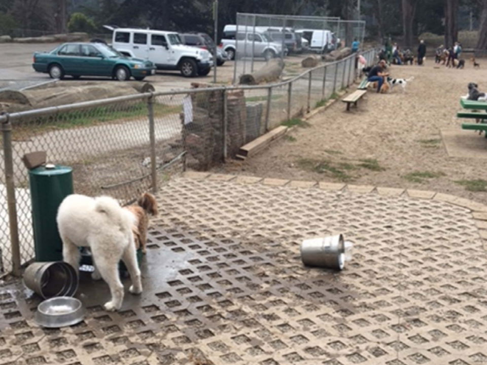 Vote on improvements to Golden Gate Park's dog play area | Hoodline