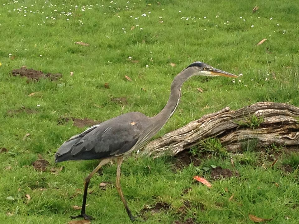 heron eating gopher