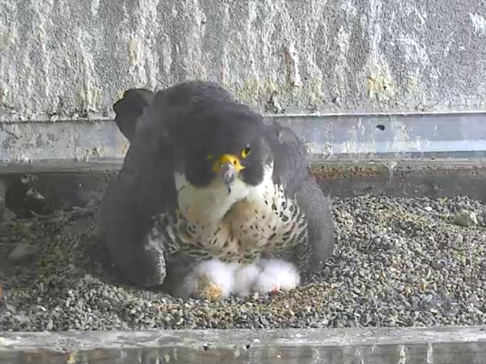 3 Falcon Chicks Hatch Atop Pges Soma Hq Hoodline