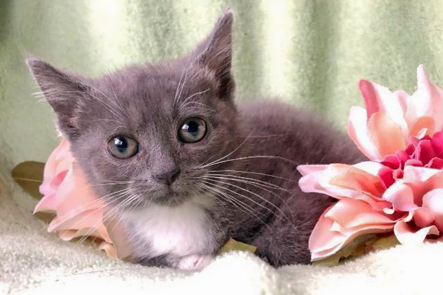 Your Daily Dose Of Cute 5 Cuddly Kittens To Adopt Now In Pittsburgh Hoodline