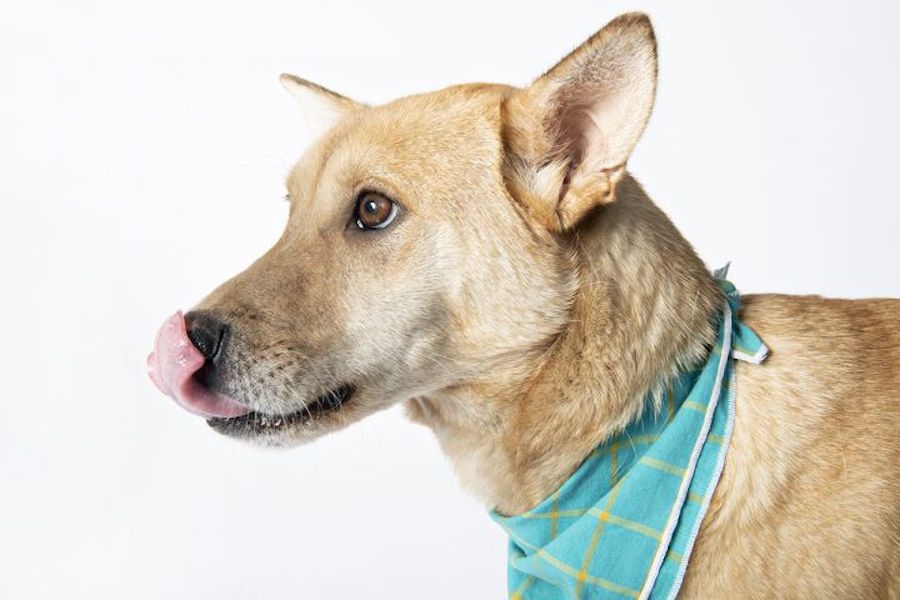 Dogs In Minneapolis Looking For Their Furr Ever Homes Hoodline