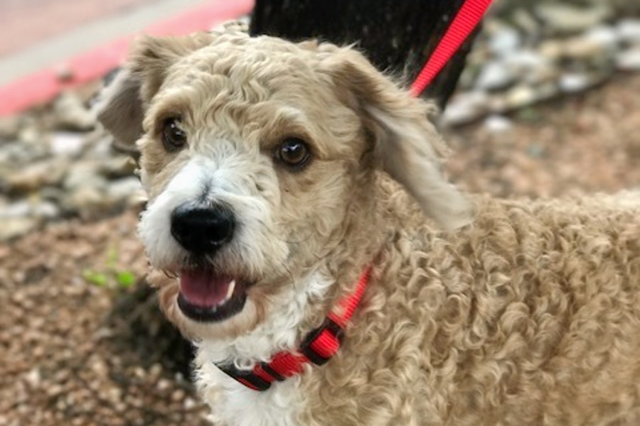 Dogs in Austin looking for their furrever homes Hoodline