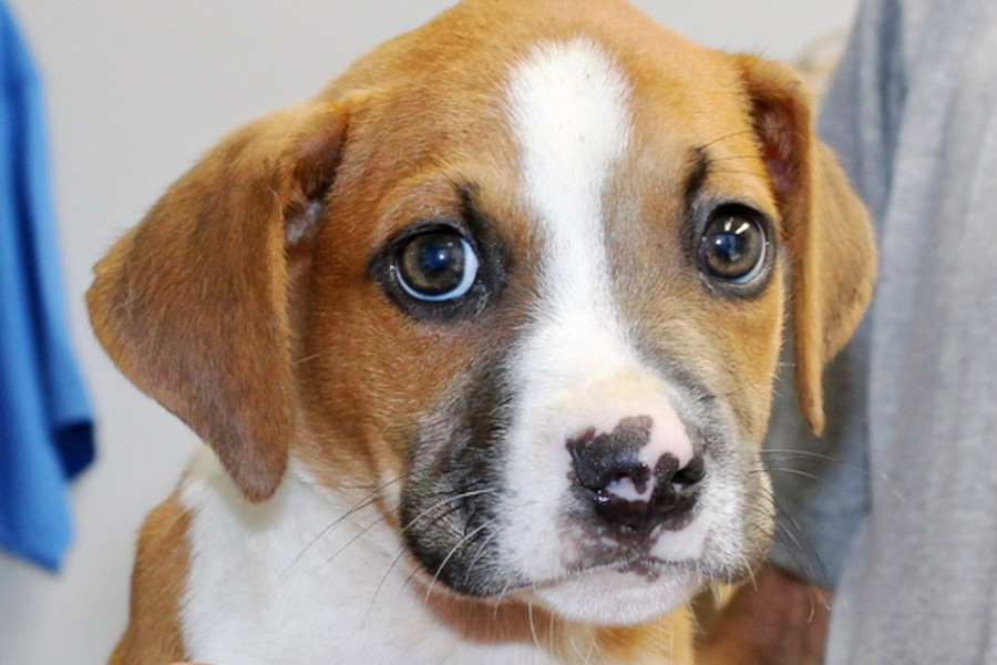 Puppies in Orlando looking for their fur-ever homes | Hoodline