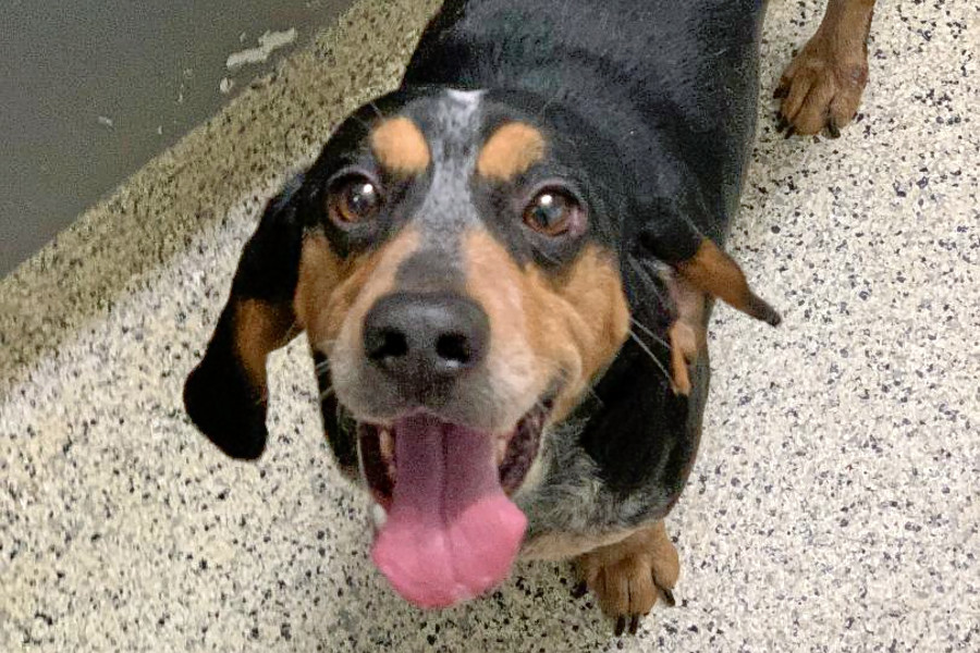 Dogs in St. Louis looking for their furever homes Hoodline