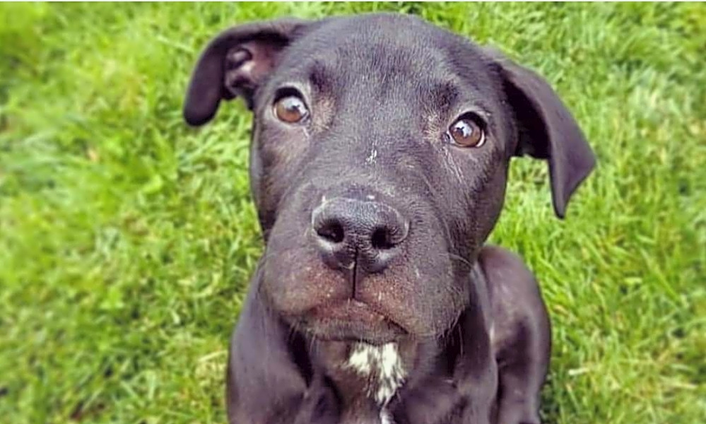 Puppies In Detroit Looking For Their Fur-Ever Homes