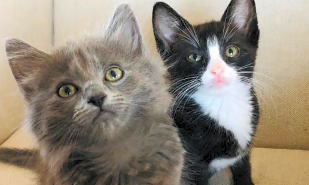 Kittens in San Jose looking for their fur-ever homes ...