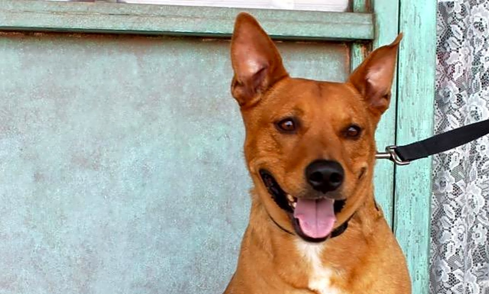 albuquerque journal classifieds dogs for sale