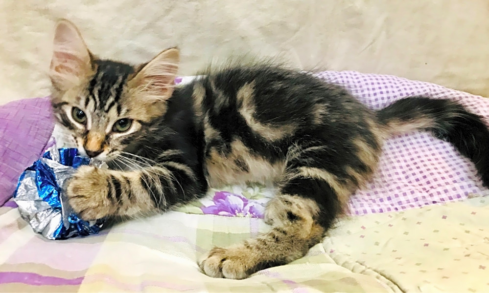 These Kansas City-based kittens are up for adoption and in need of a