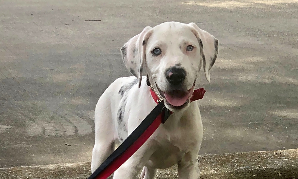 5 Precious Puppies To Adopt Now In New Orleans Hoodline 5 Precious Puppies To Adopt Now In New