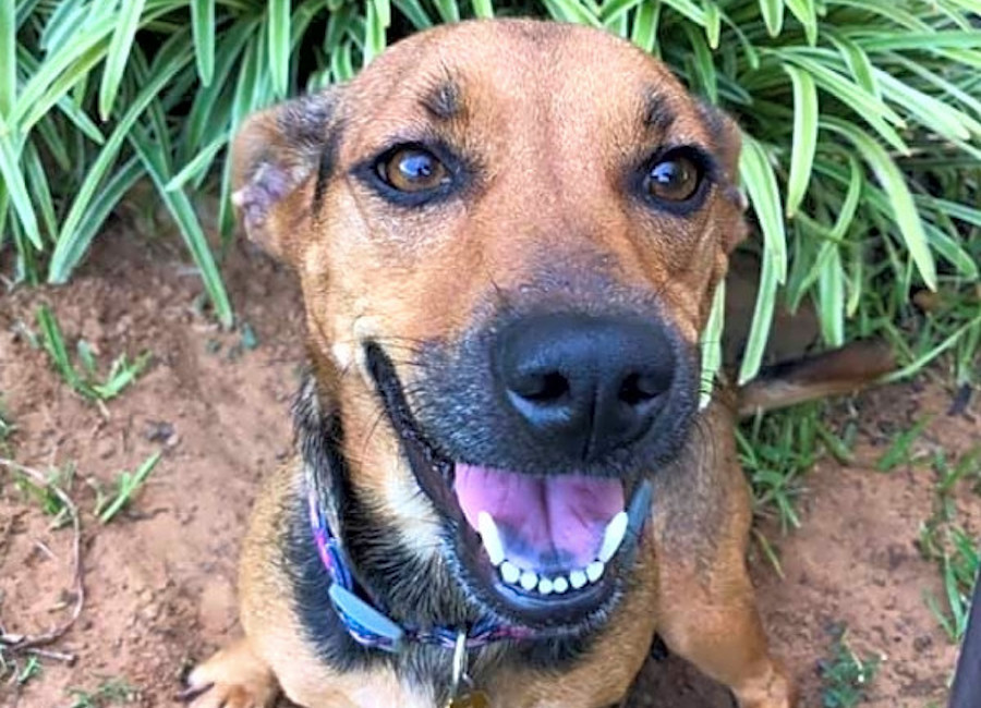 german shepherd hound mix puppies