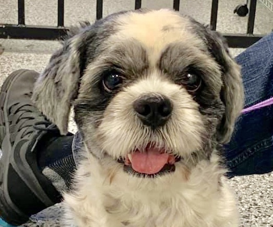 lhasa apso rescue dfw