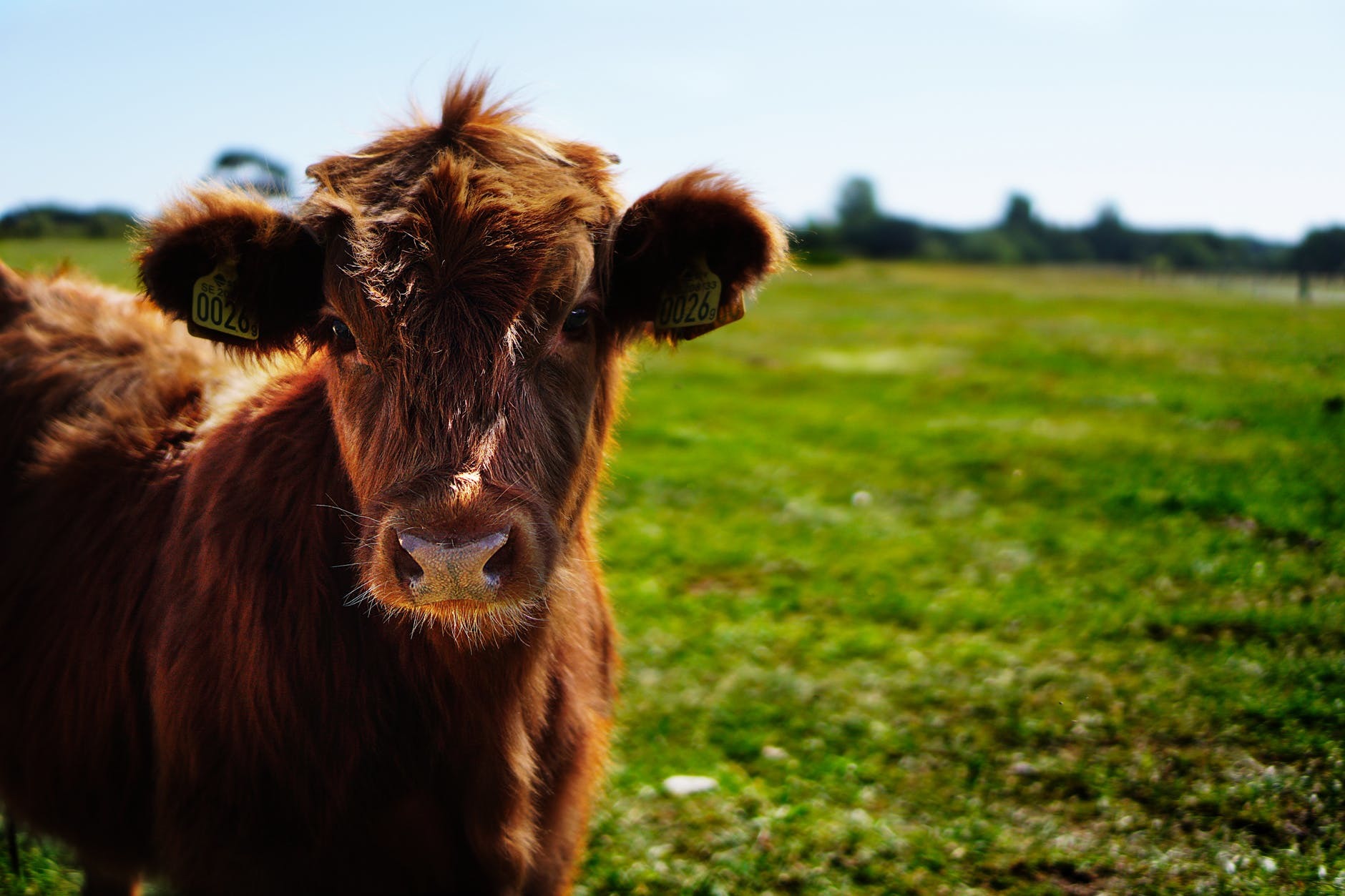Salvation Army San Jose >> Top San Jose News Cows Bulls Wreak Havoc Google Grants Salvation Army San Jose >> Top San Jose News Cows Bulls Wreak Havoc Google Grants