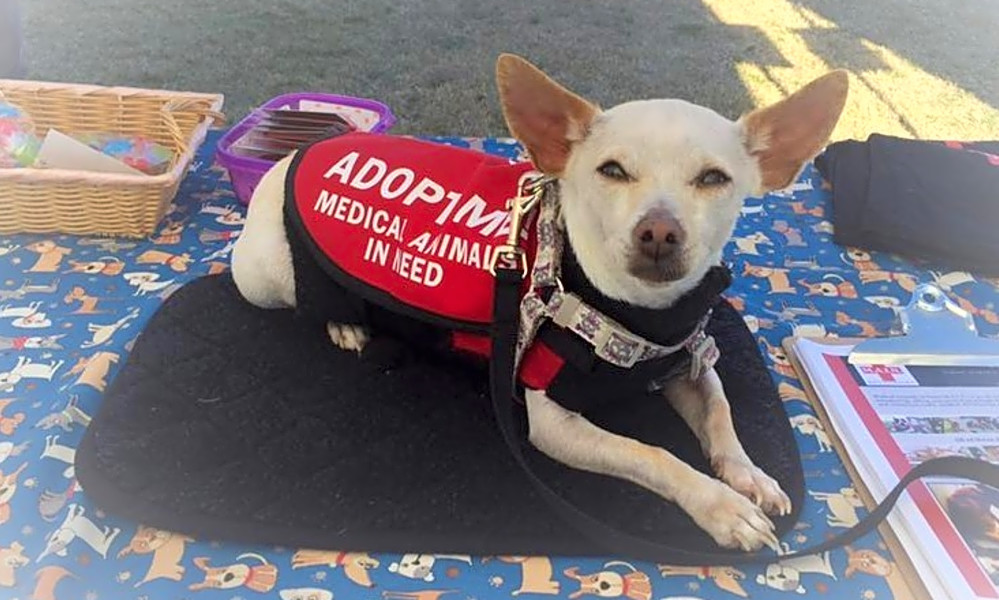 These Phoenixbased dogs are up for adoption and in need of a good home