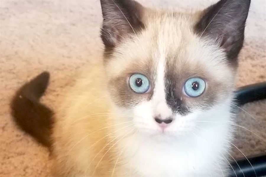 Ragdoll Cats For Adoption In Colorado