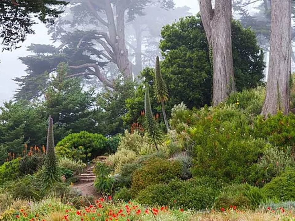 Sf Botanical Garden Reassures Public After Reddit Post Causes