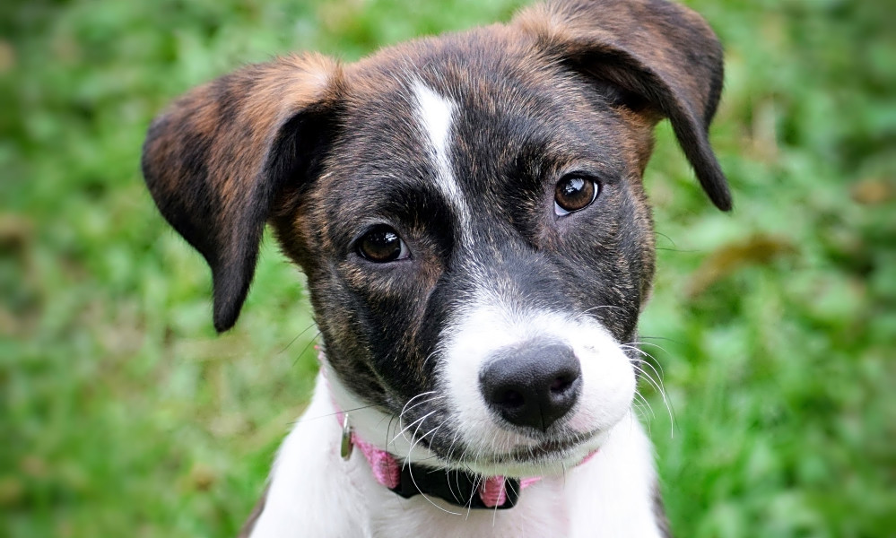 Looking to adopt a pet? Here are 4 perfect puppies to