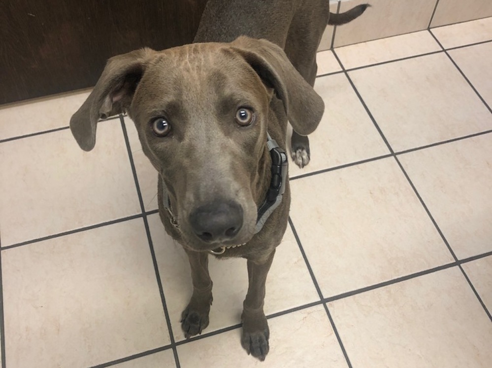 weimaraner great pyrenees mix