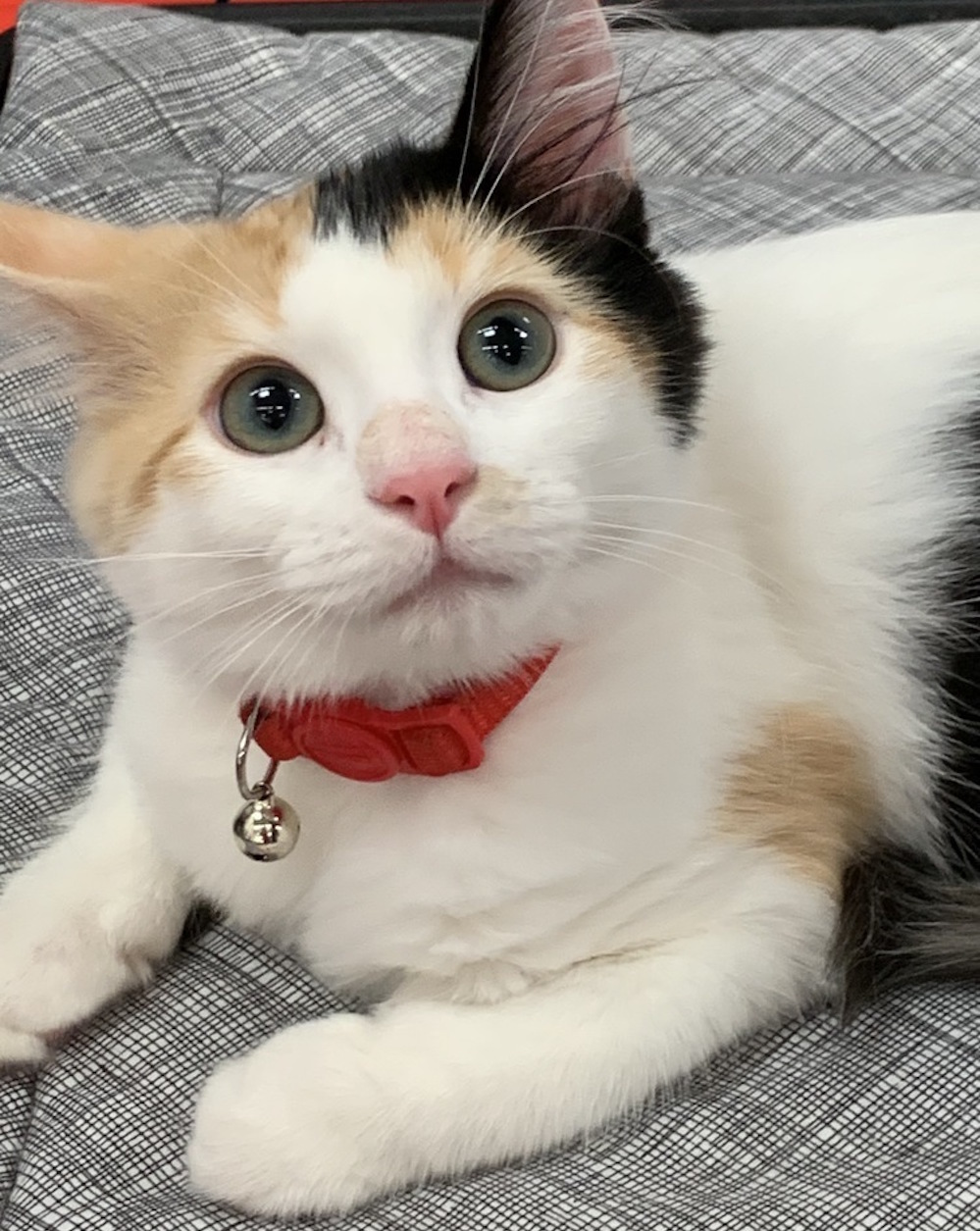 Always wanted a kitten? Here are 4 fluffy felines to adopt now in