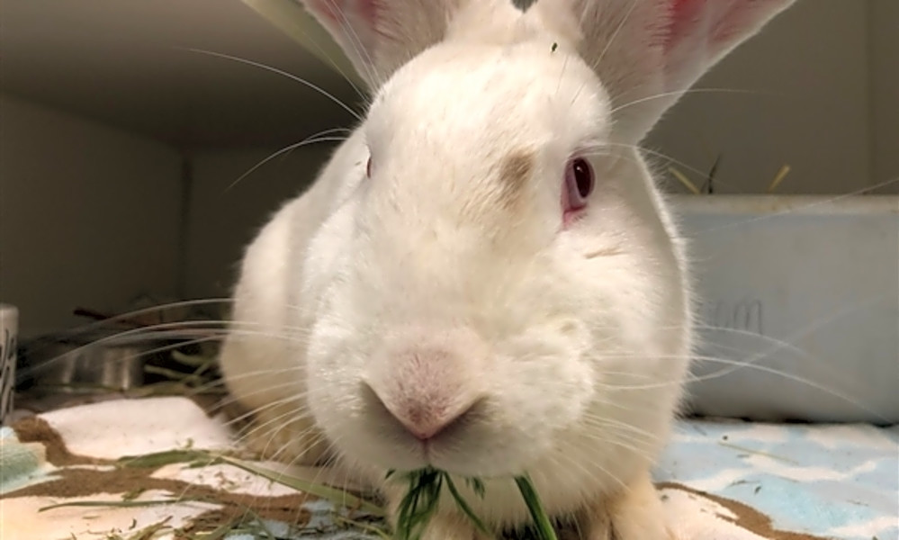 These New York City-based rabbits are up for adoption and in need of a ...