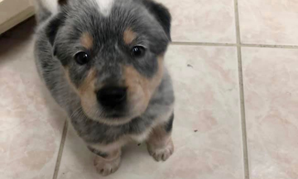catahoula leopard dog golden retriever mix
