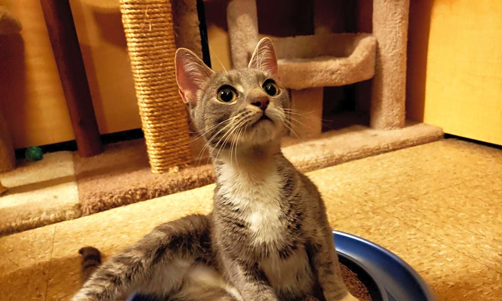 7 Cuddly Kittens To Adopt Now In New York City Hoodline