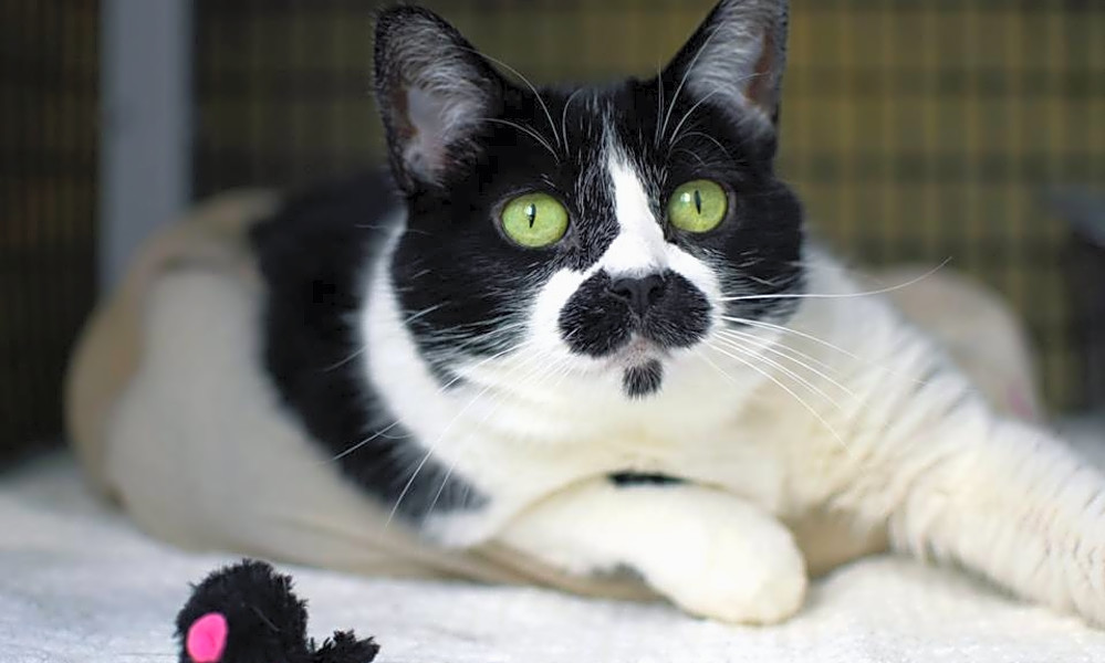 6 Cute As Can Be Cats To Adopt Now In Denver Hoodline