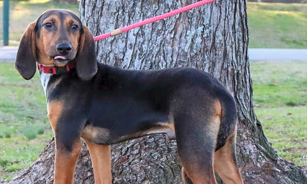Luxurious Puppy Adoption Nashville Image