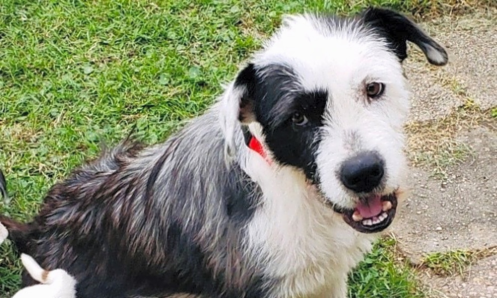 These New Orleansbased dogs are up for adoption and in need of a good