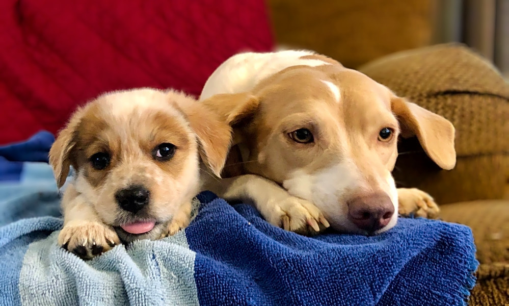 These Baltimorebased puppies are up for adoption and in need of a good