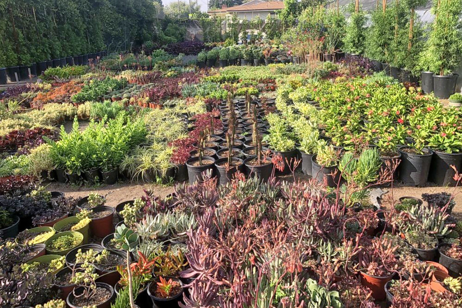 Explore 3 Favorite Budget Friendly Plant Nurseries In Long Beach Plant Nurseries In Long Beach