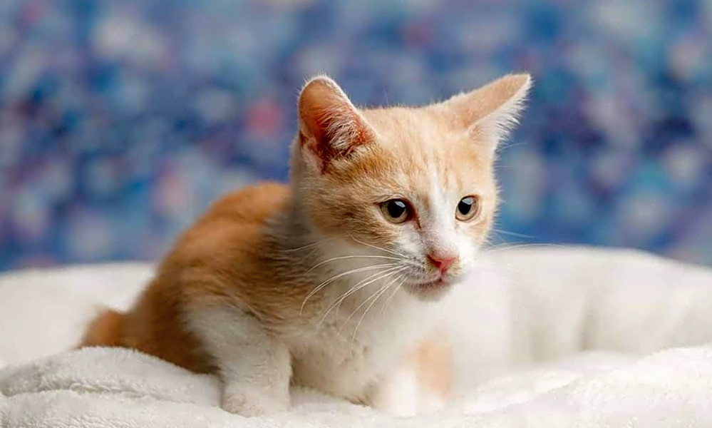 Want To Adopt A Pet Here Are 6 Cuddly Kittens To Adopt Now In