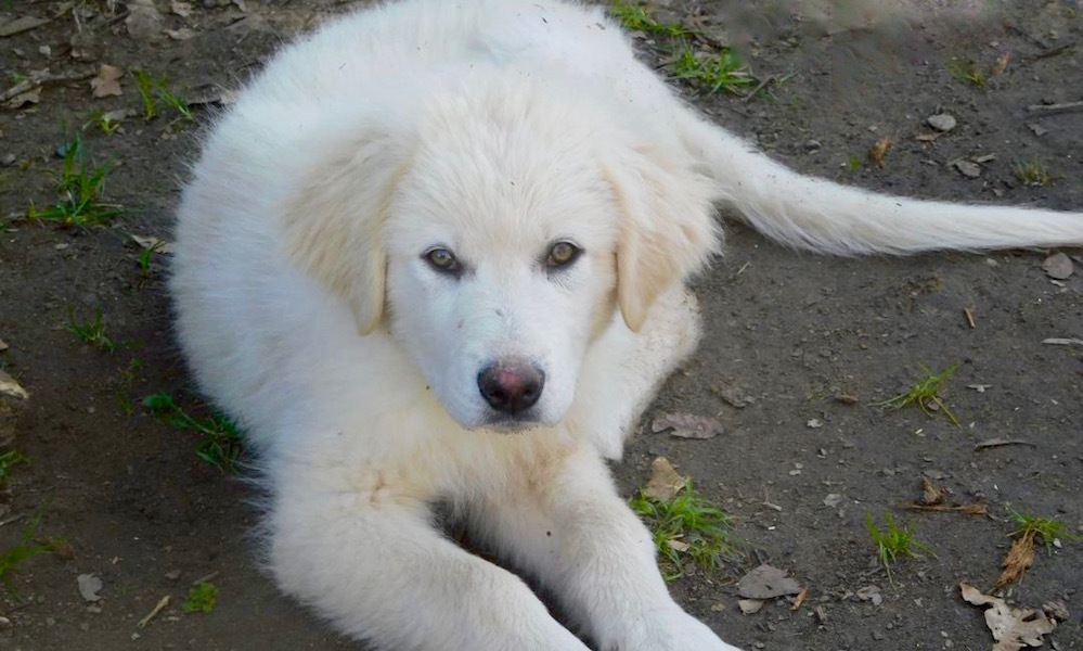 great pyrenees and husky mix