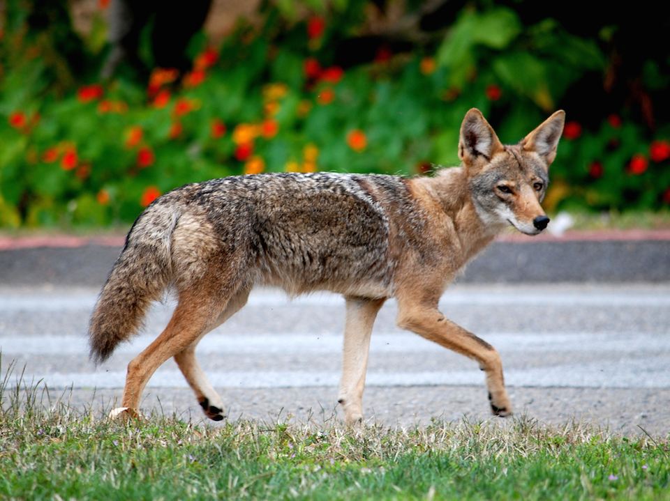 San Francisco's Latest Fortune-Hunters: The Coyotes of Golden Gate ...