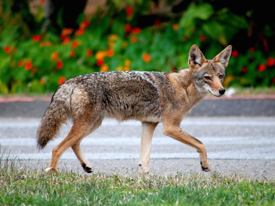 San Francisco's Latest Fortune-Hunters: The Coyotes of Golden Gate Park