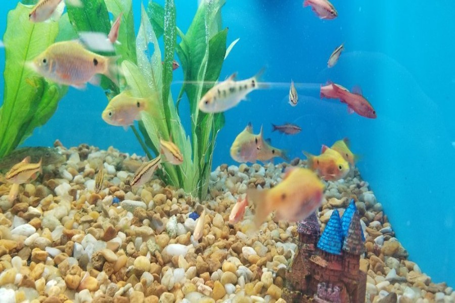 Pet supermarket live clearance fish