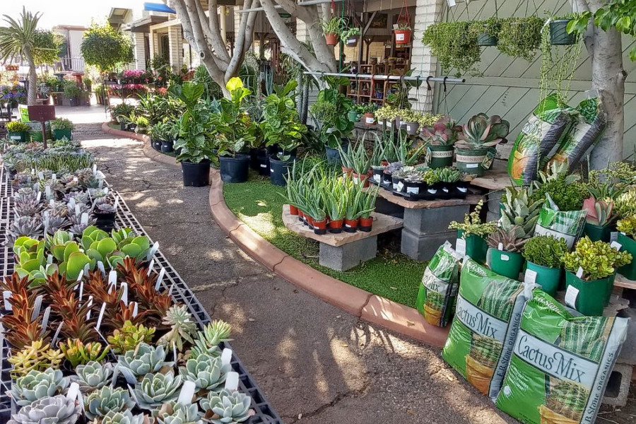 The 4 Best Plant Nurseries In Mesa Hoodline The 4 Best Plant Nurseries In Mesa